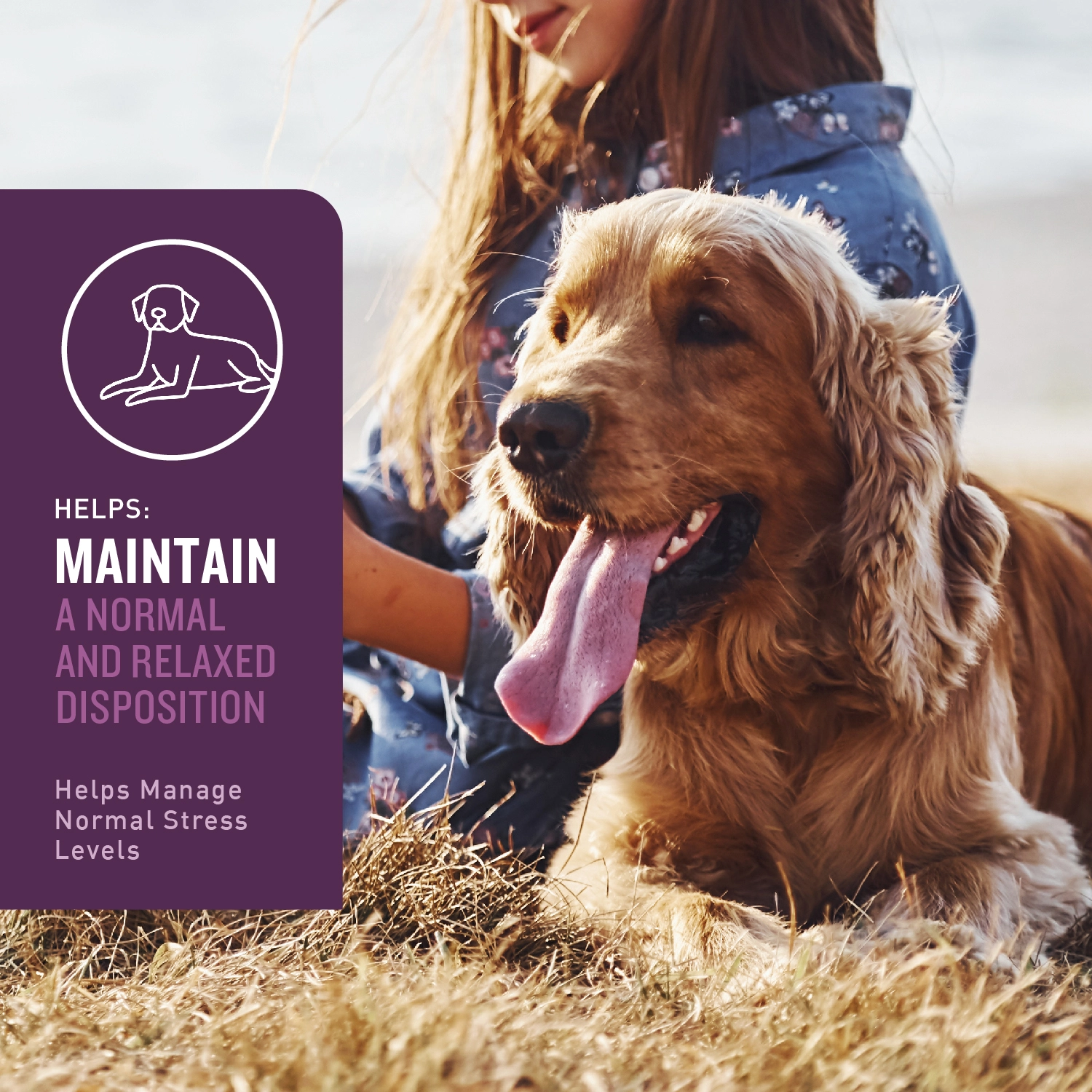 VetIQ Calming Dog Chew 60ct